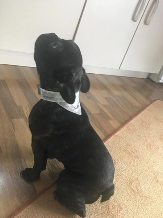 Der mini kleine Gustav ist auch schon begeisterter Pfotenstoff Halstuch-Träger.