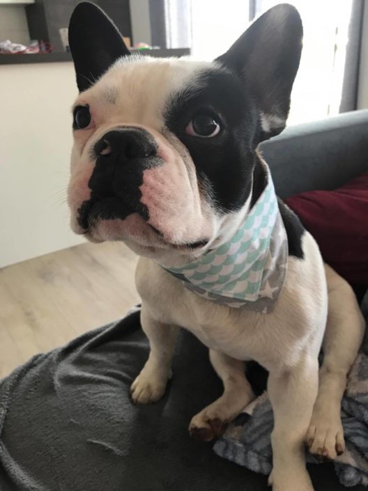 Loui ganz stolz mit seinem Hundehalstuch von Pfotenstoff.