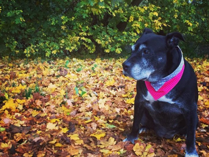 Jule ist unsere älteste Pfotenstoff-Kundin - sie trägt das Hundehalstuch in Pink mit Lilien auf Grau.