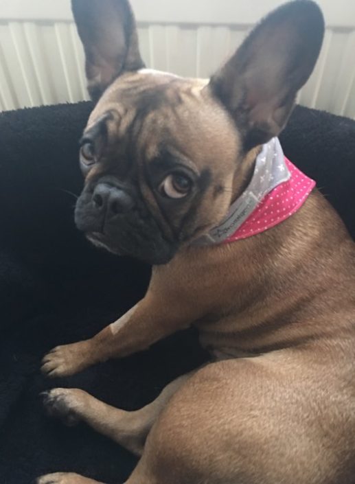 Frieda mit ihrem Hundehalstuch von Pfotenstoff - Modell Frühlingsgefühl