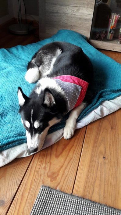 Amy mit Hundehalstuch von Pfotenstoff - Modell Frühlingsgefühl