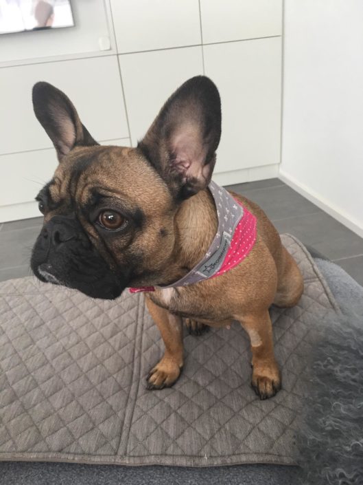 Frieda mit ihrem Hundehalstuch von Pfotenstoff - Modell Frühlingsgefühl