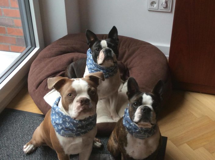 Boston Terrier mit ihren maßgeschneiderten Loops Blue Marine in Blau mit Ankern in Weiß von Pfotenstoff.