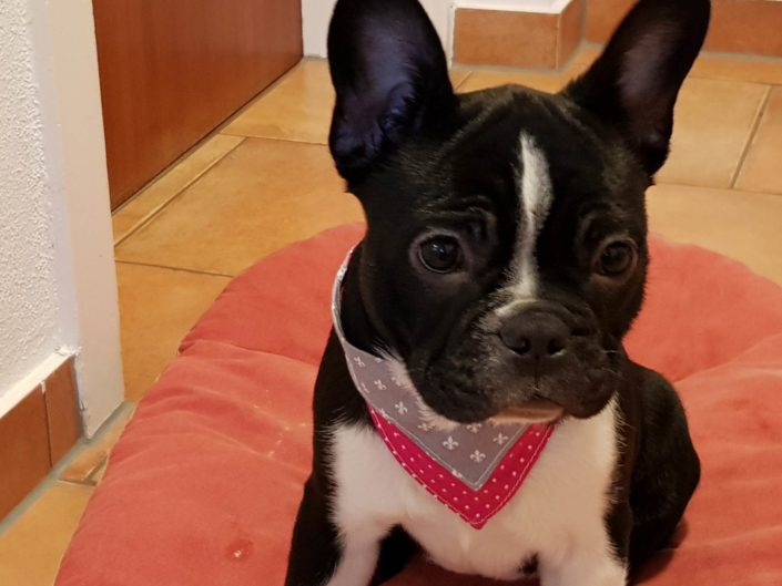 Daisy mit ihrem Hundehalstuch von Pfotenstoff - Modell Frühlingsgefühl