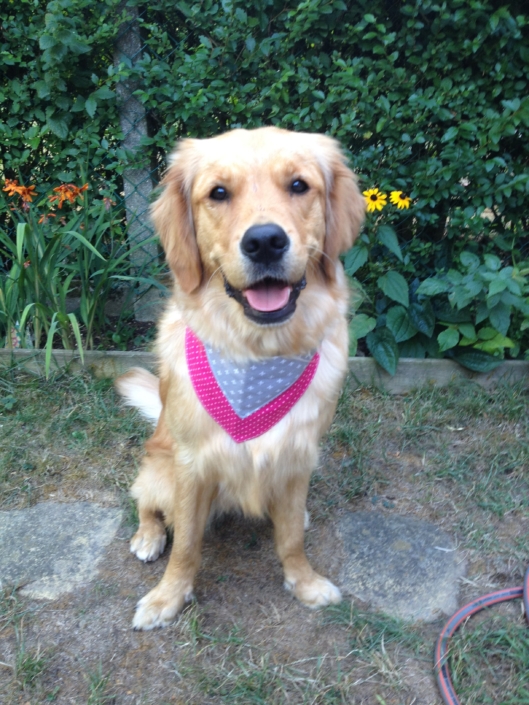 Golden Retriever