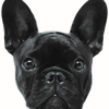 Bulldogge für Produkt "Bullyliebe"