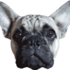KapuzenBully. Kopf